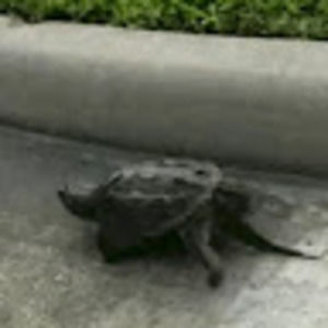 Meet your Posher, Arlen